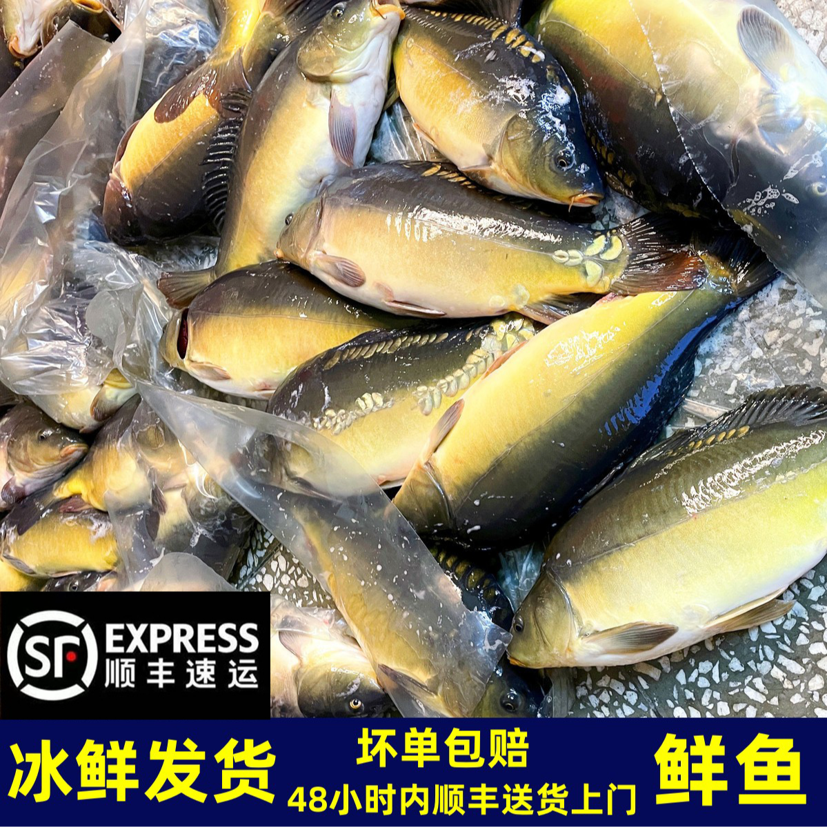 【顺丰空运】东北三道鳞鱼冰鲜发货