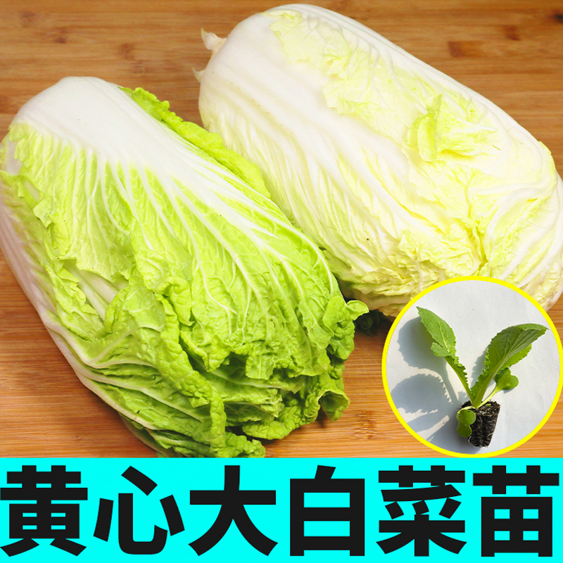 大白菜苗黄心靑梗松花菜秧苗西兰花苗秋冬耐寒蔬菜苗高产阳台种植