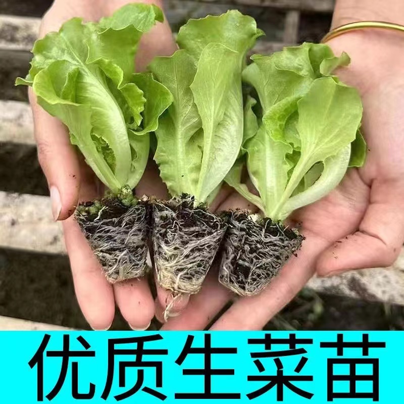 大叶生菜秧苗可生吃四季高产阳台盆栽带土发货玻璃生菜秧苗菜苗