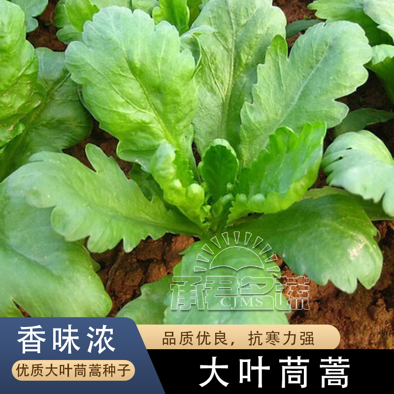 茼蒿菜籽大叶茼蒿种子茼蒿菜种大全秋冬季蔬菜茼蒿种籽四季孑菜小