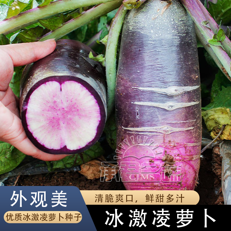 冰激凌糖心水果萝卜种子大全甜脆秋季凤梨紫冰淇淋萝卜种籽蔬菜孑