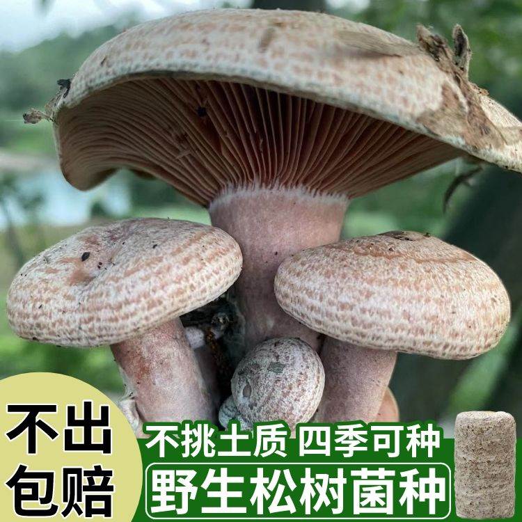 松树菌野生乌枞菌黄枞菌菌种子菌包居家培植松树菌菌种家种枞树菌
