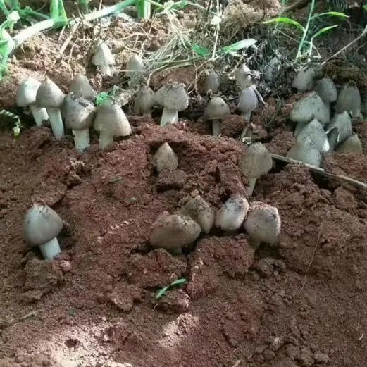人工培育鸡枞菌种植白色粗柄粗根菌种家种斗鸡公三塔菌夏至菌种
