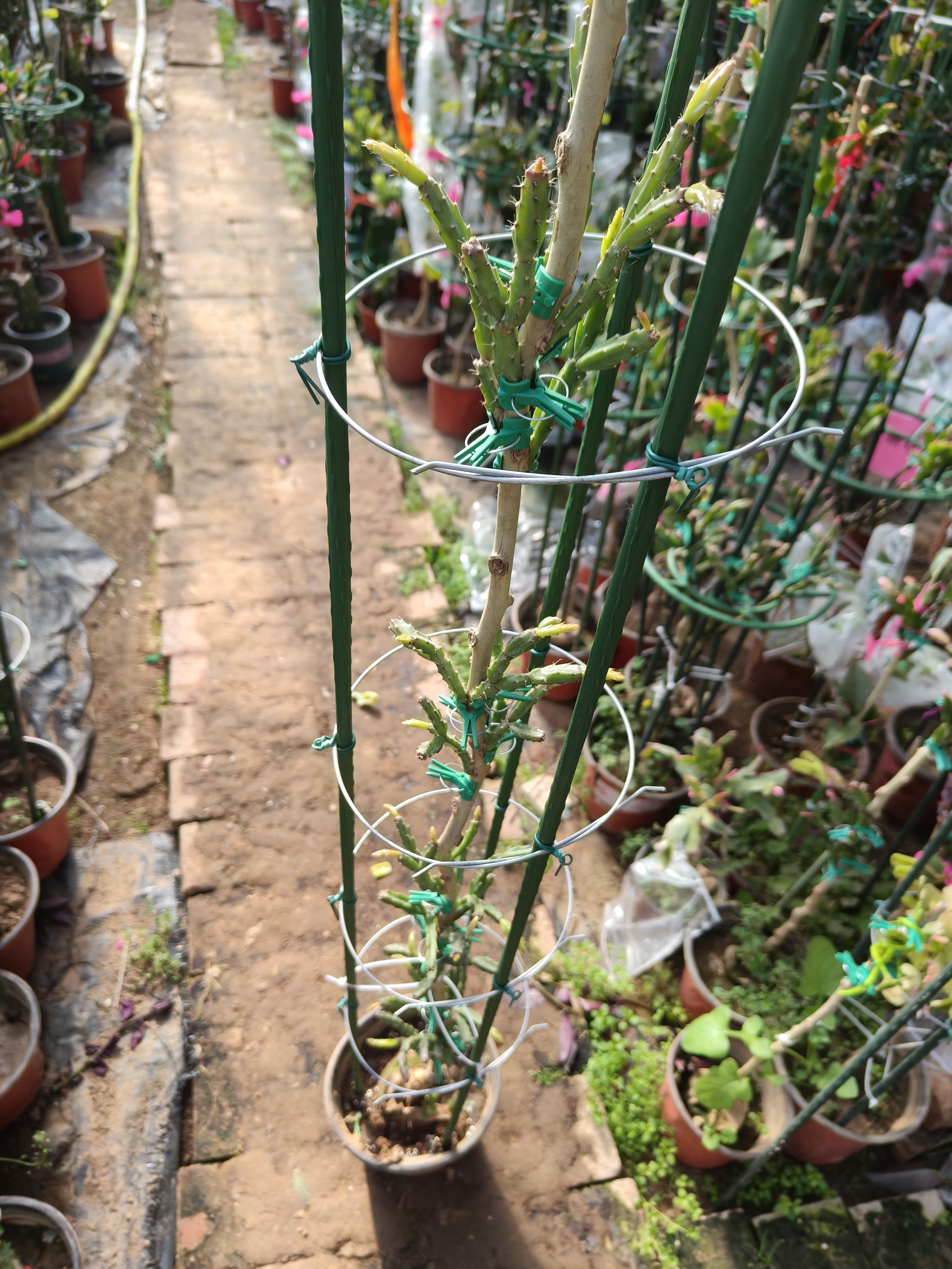 叶仙嫁接蟹爪兰、六层高品紫色异类，原盆原土发货