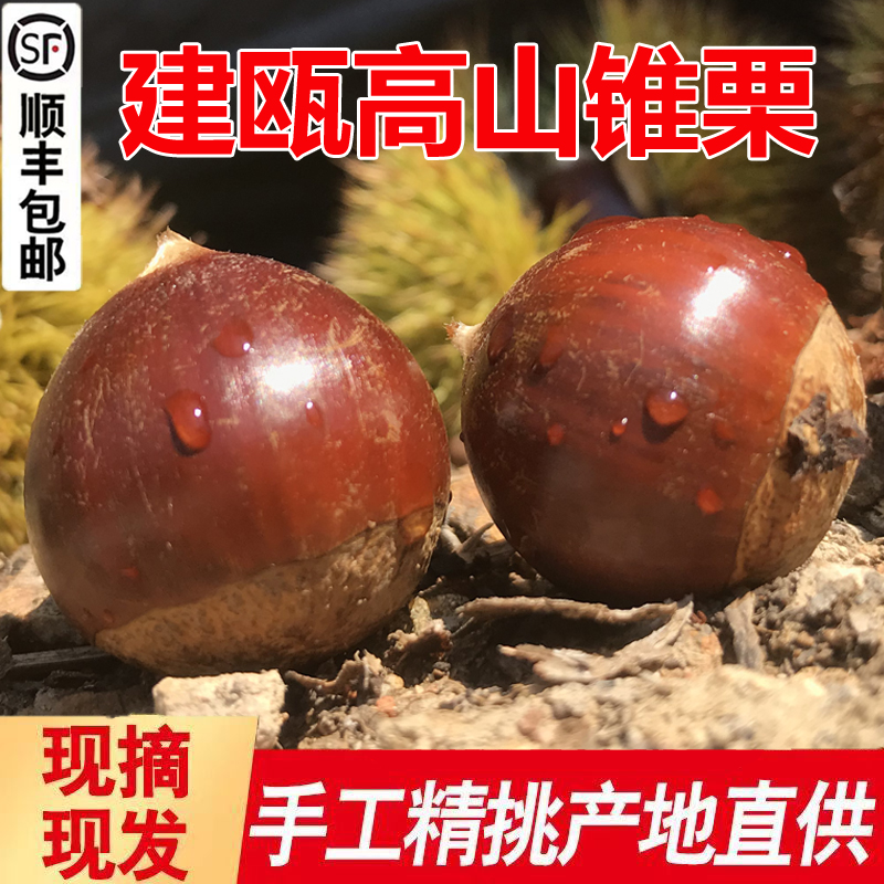 2025年板栗生锥栗新鲜现摘建瓯油栗高山尖毛栗香甜圆栗1/2/3/5斤