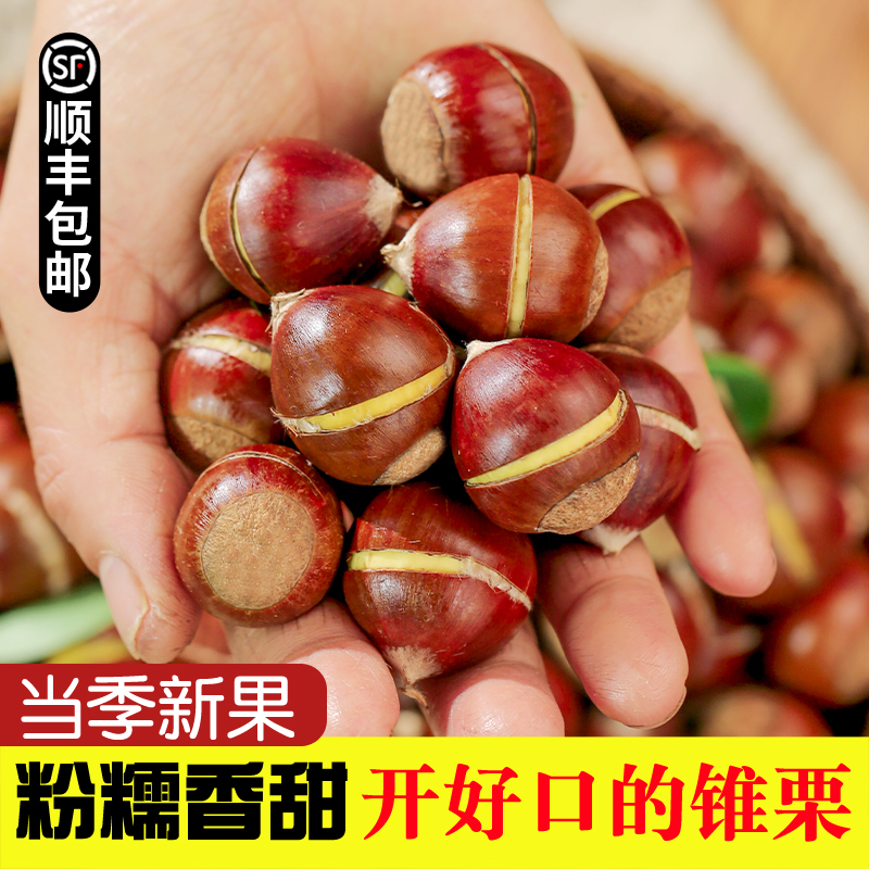 开好口锥栗新鲜生板栗尖椎栗建瓯油栗带壳圆锥栗新鲜现摘老树板栗