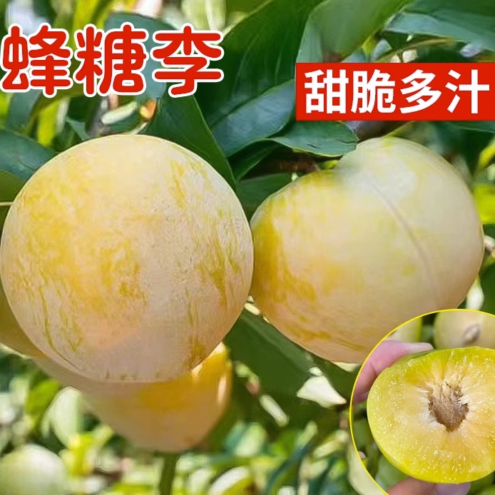 蜂糖李子树苗新品种水果树果苗阳台盆栽南方北方种植