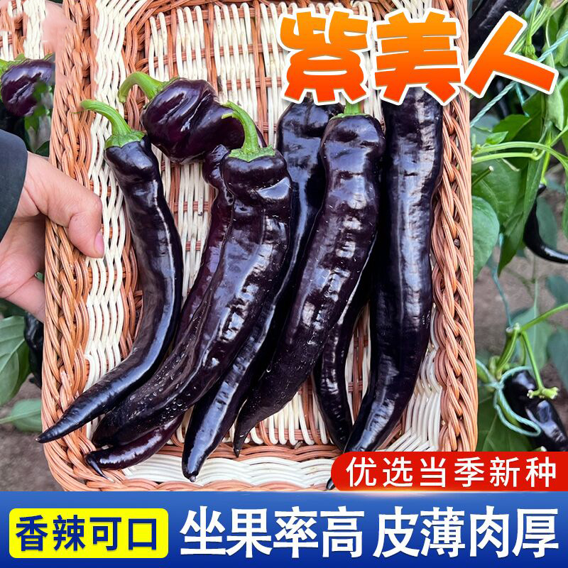 紫美人辣椒种子 紫黑辣椒种籽黑紫色辣味浓郁辣椒籽庭院阳台种植