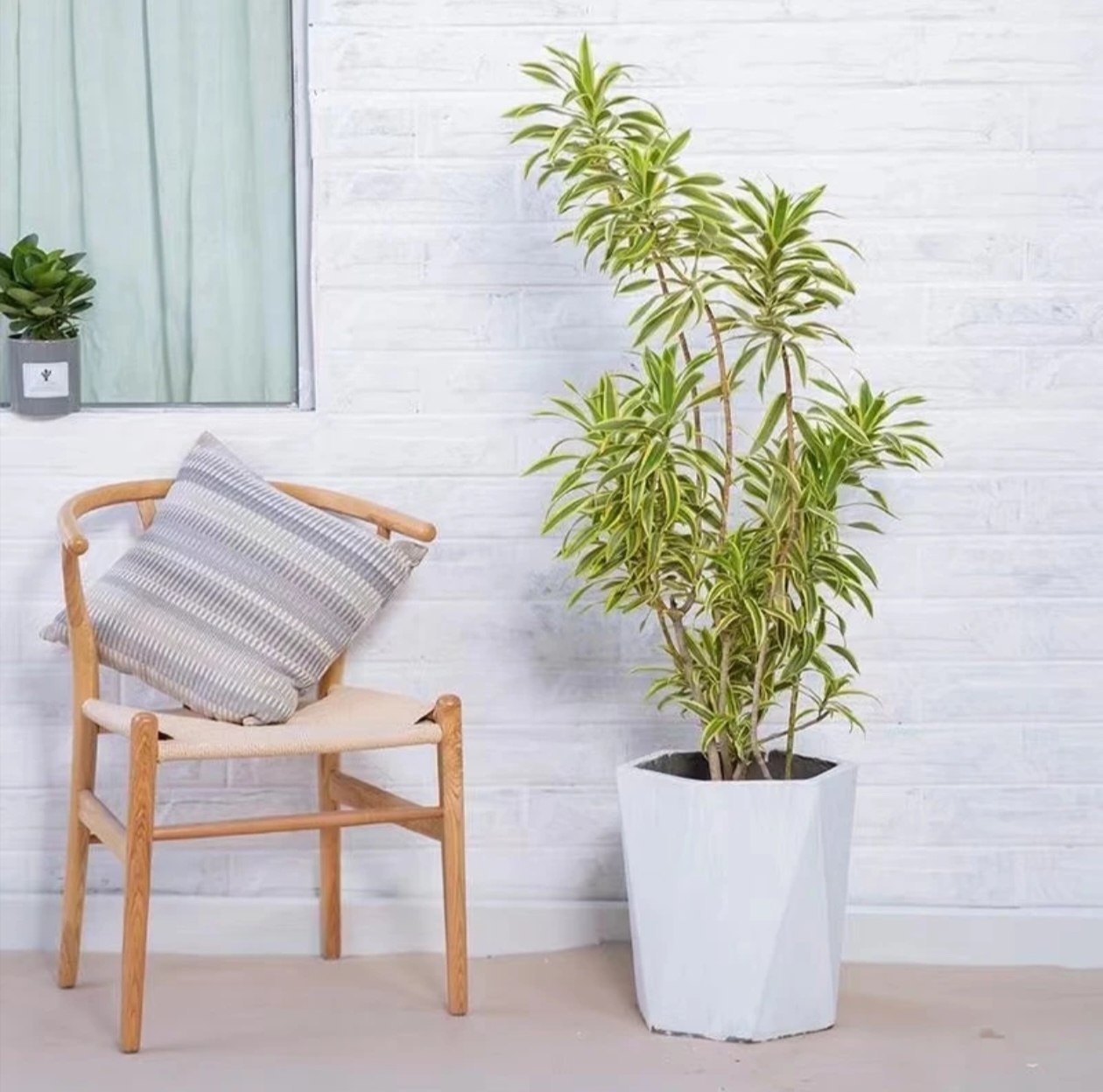 金边百合竹千年木客厅室内绿植盆栽高档绿植盆栽金边百合竹百合竹