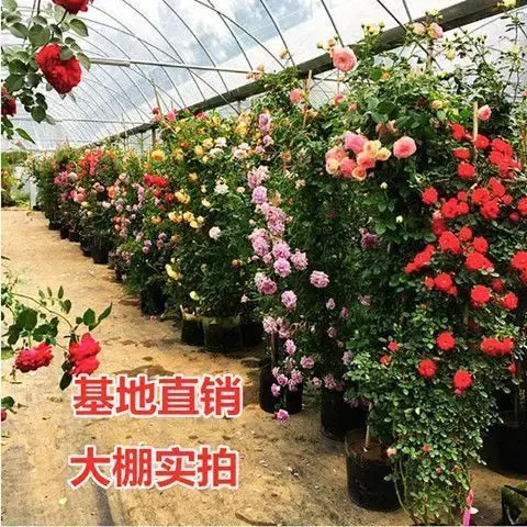 爬藤月季蔷薇花苗四季开花爬藤植物种植大花阳台花卉盆栽藤本月季