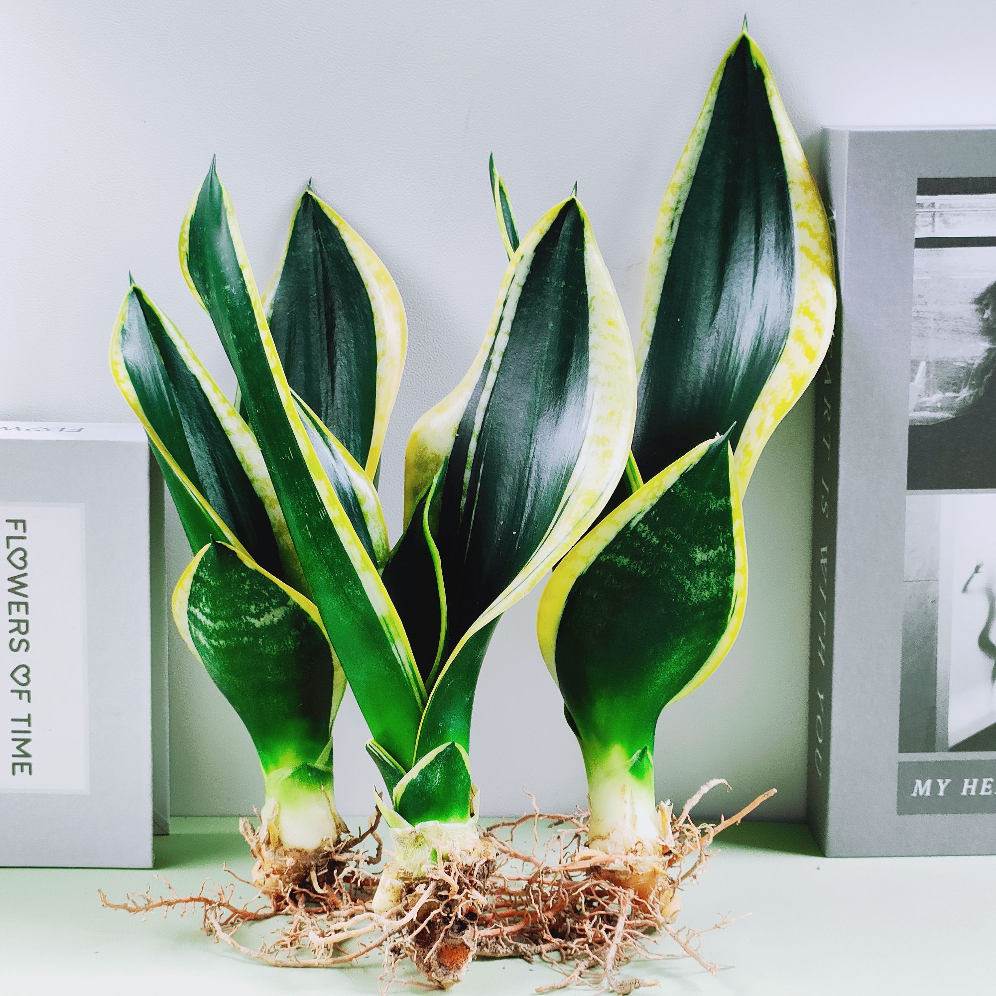 【开业大促】金边霸王兰虎皮兰盆栽好养绿植桌摆观叶吸甲醛基地直发