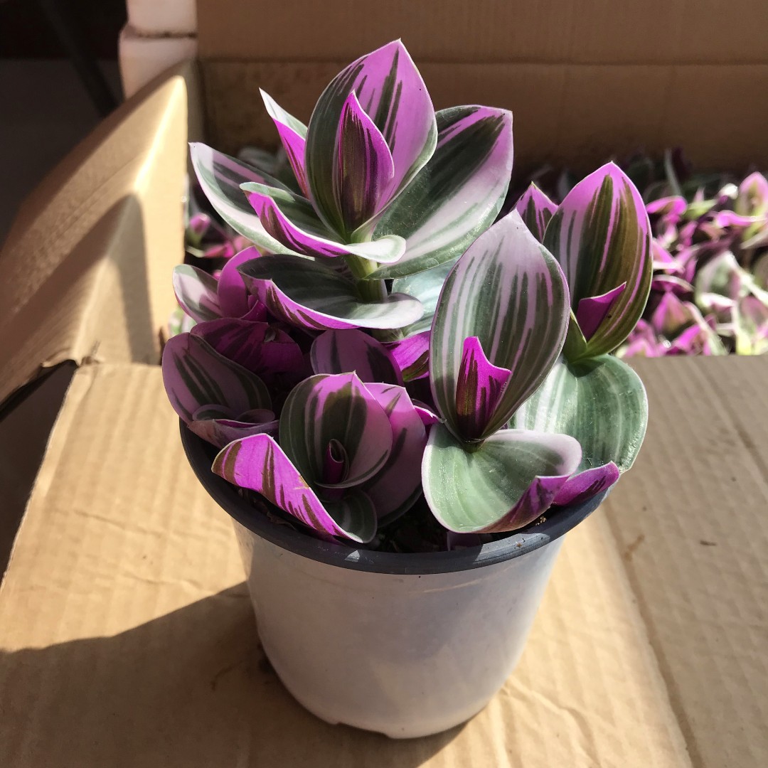 正宗婚礼油画吊兰室内水培植物多肉锦紫露兰桌面花卉花卉盆栽绿植