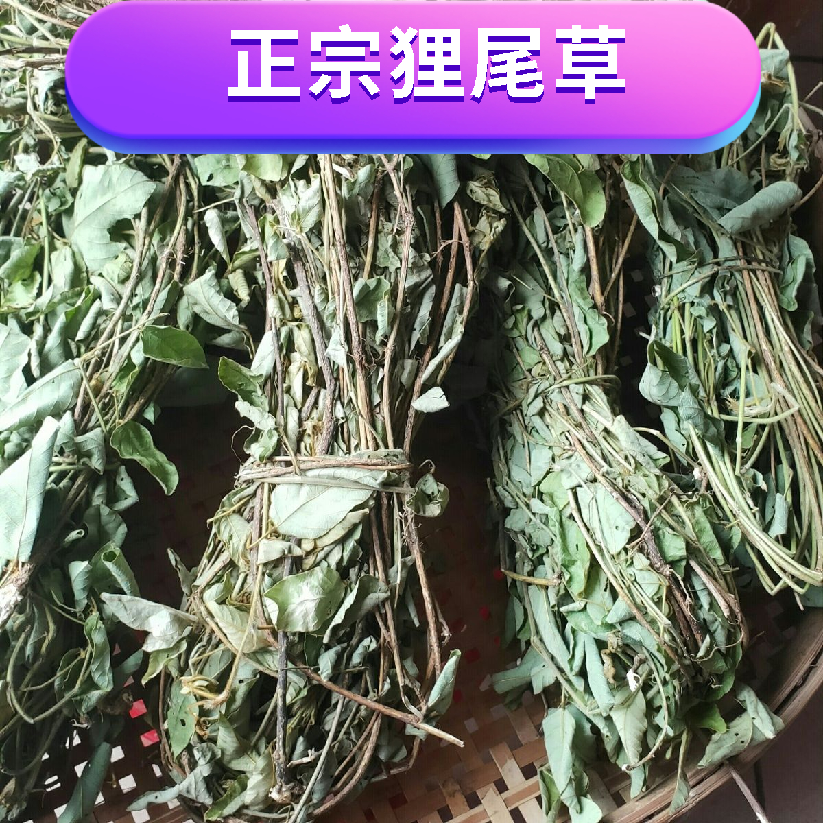 广西野生狸尾草羊咩香煲汤煲水老少皆宜营养食用发货质量实物