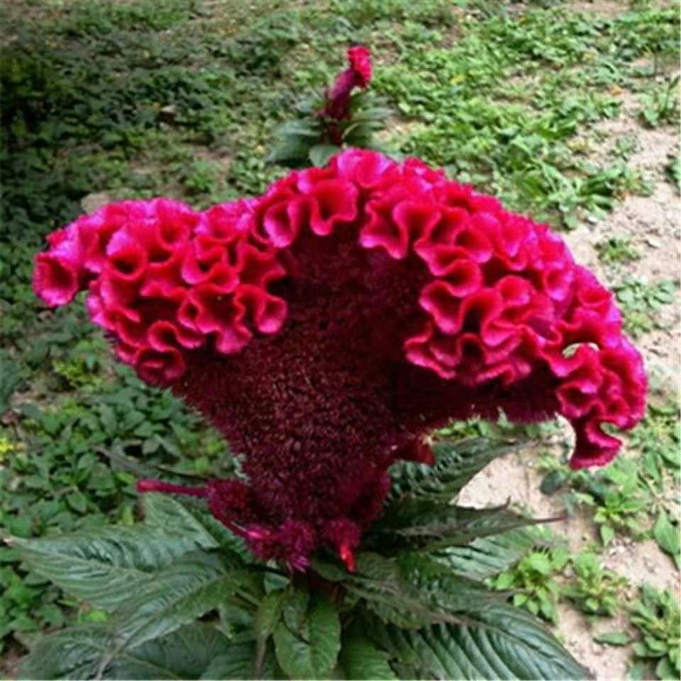 鸡冠花种子四季种活芽观赏花卉种籽花阳台盆栽庭院花卉景观