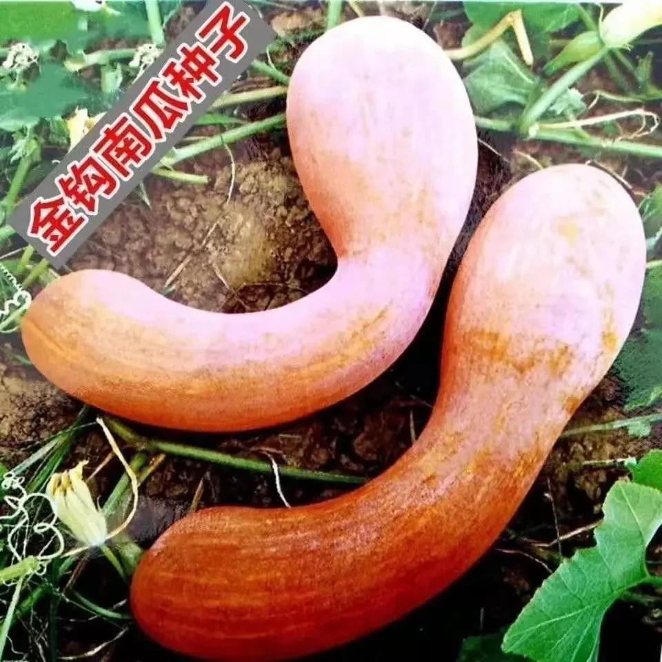 四季金钩南瓜品种大全南瓜种子长款超甜粉糯南瓜籽