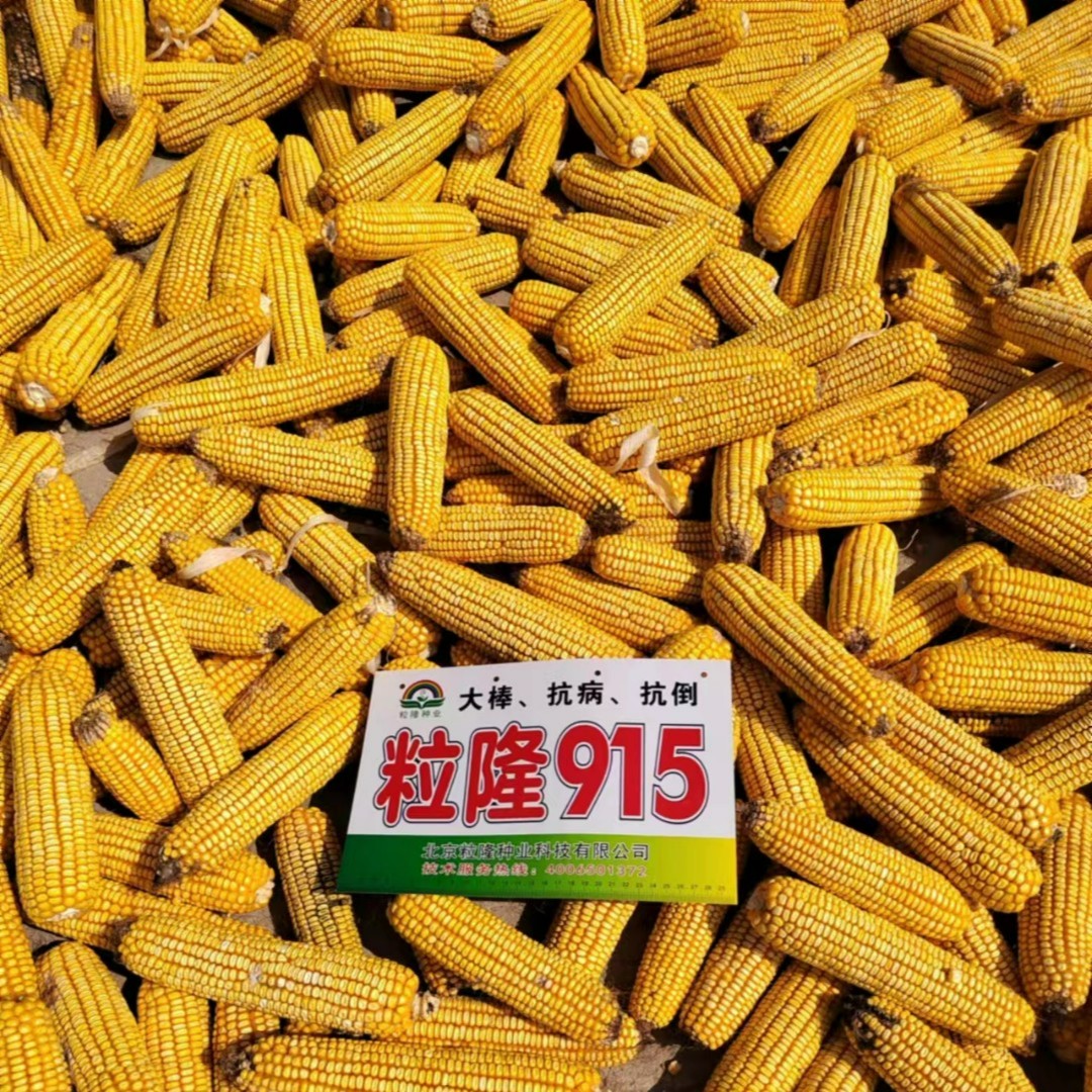 粒隆915国审大棒玉米种子抗倒伏抗锈病抗青枯产量高