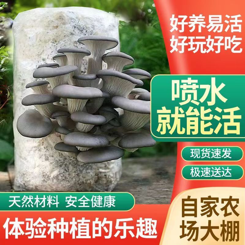 〖灰平菇〗蘑菇菌包菌棒盆栽家庭种植好看又好吃基地直销包邮好养活