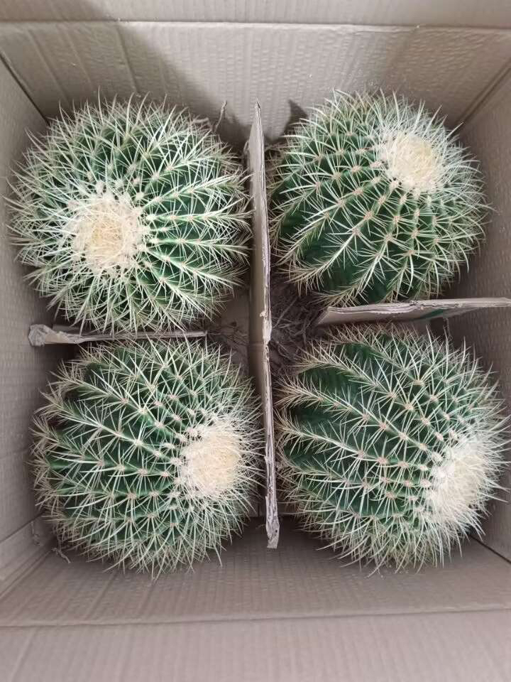 超大金虎金琥仙人球盆栽迷你盆栽卧室阳台办公室茶几美观防辐射