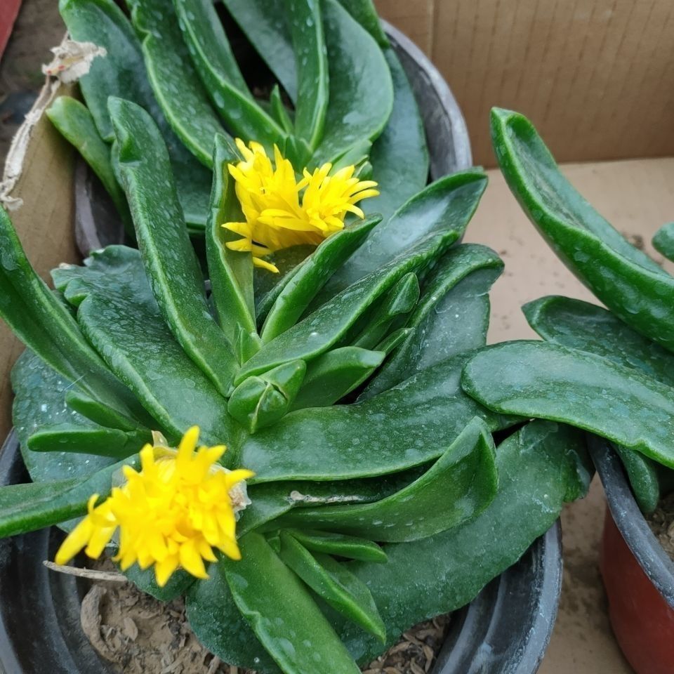 佛手拖金 裸根发货