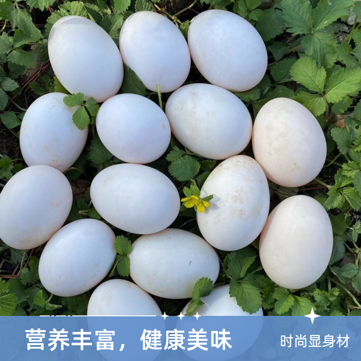 纯种正宗连城白鸭种蛋可孵化新鲜现捡现发顺丰包邮包路损