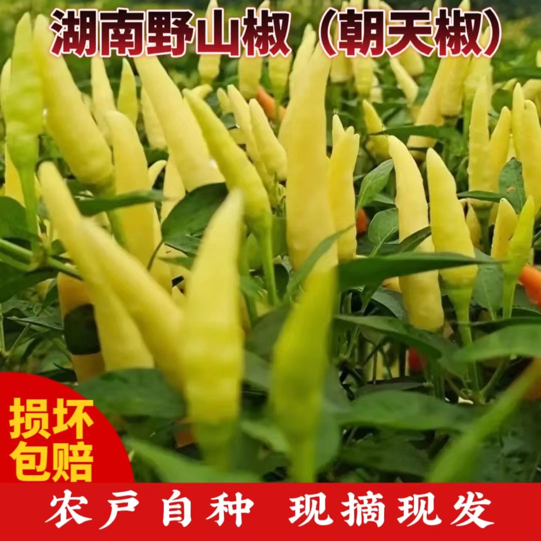特辣湖南新鲜皱皮野山椒白米辣小米辣新鲜泡椒朝天椒小米椒指天椒