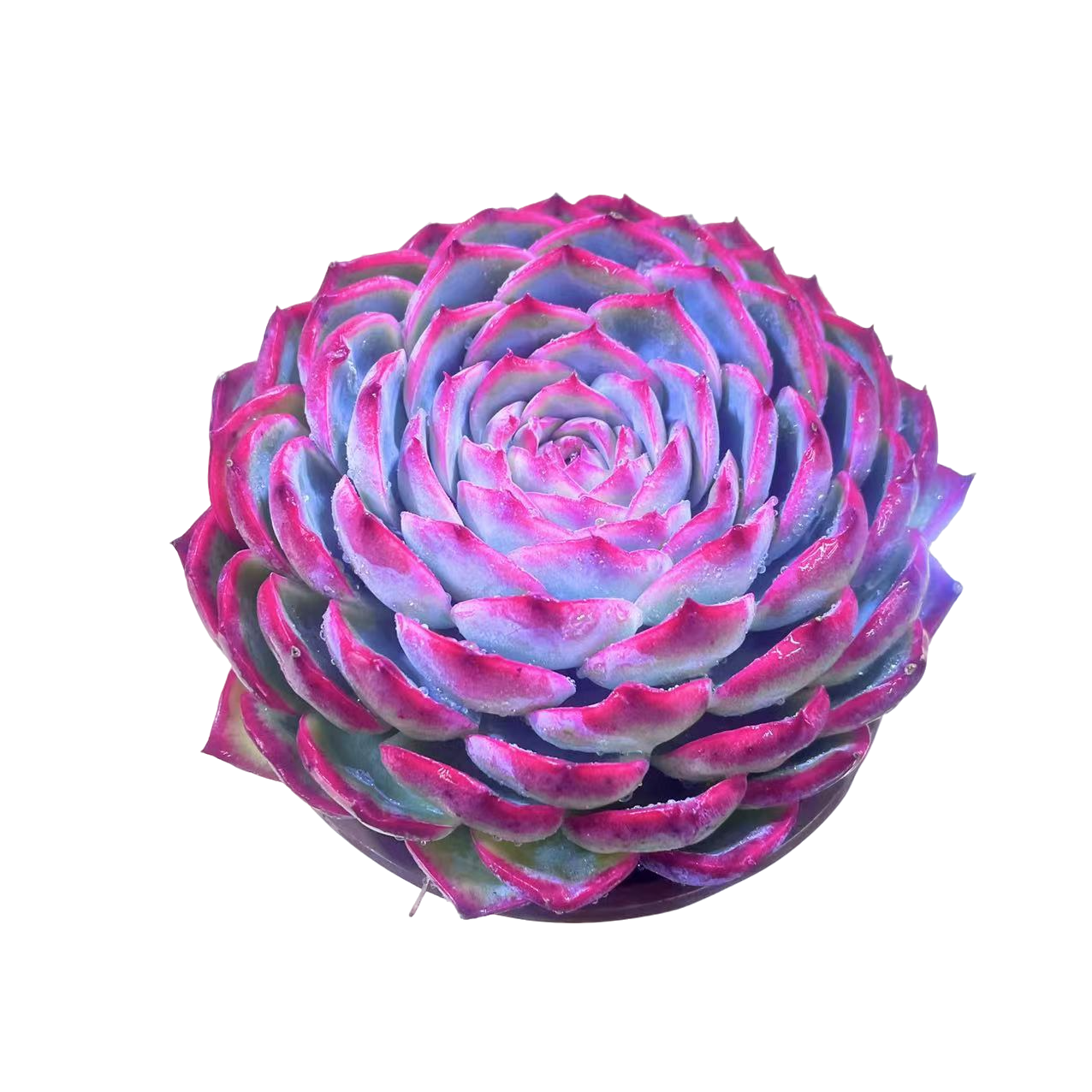 侧影精品多肉植物 新手好养满9.9包邮直播间标准发货精选精养