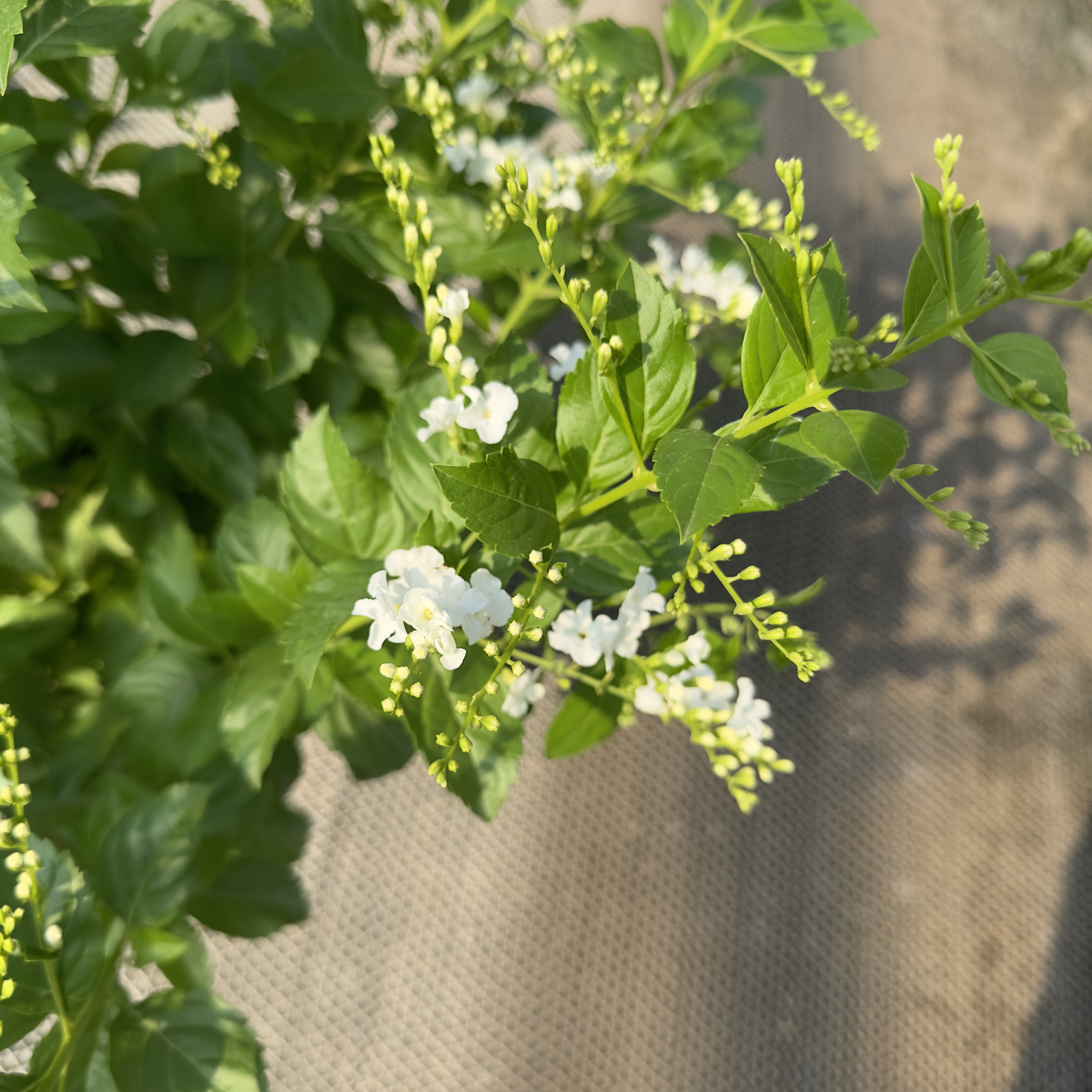星黛宣花卉 雷丝金露花盆栽耐热耐晒四季花卉