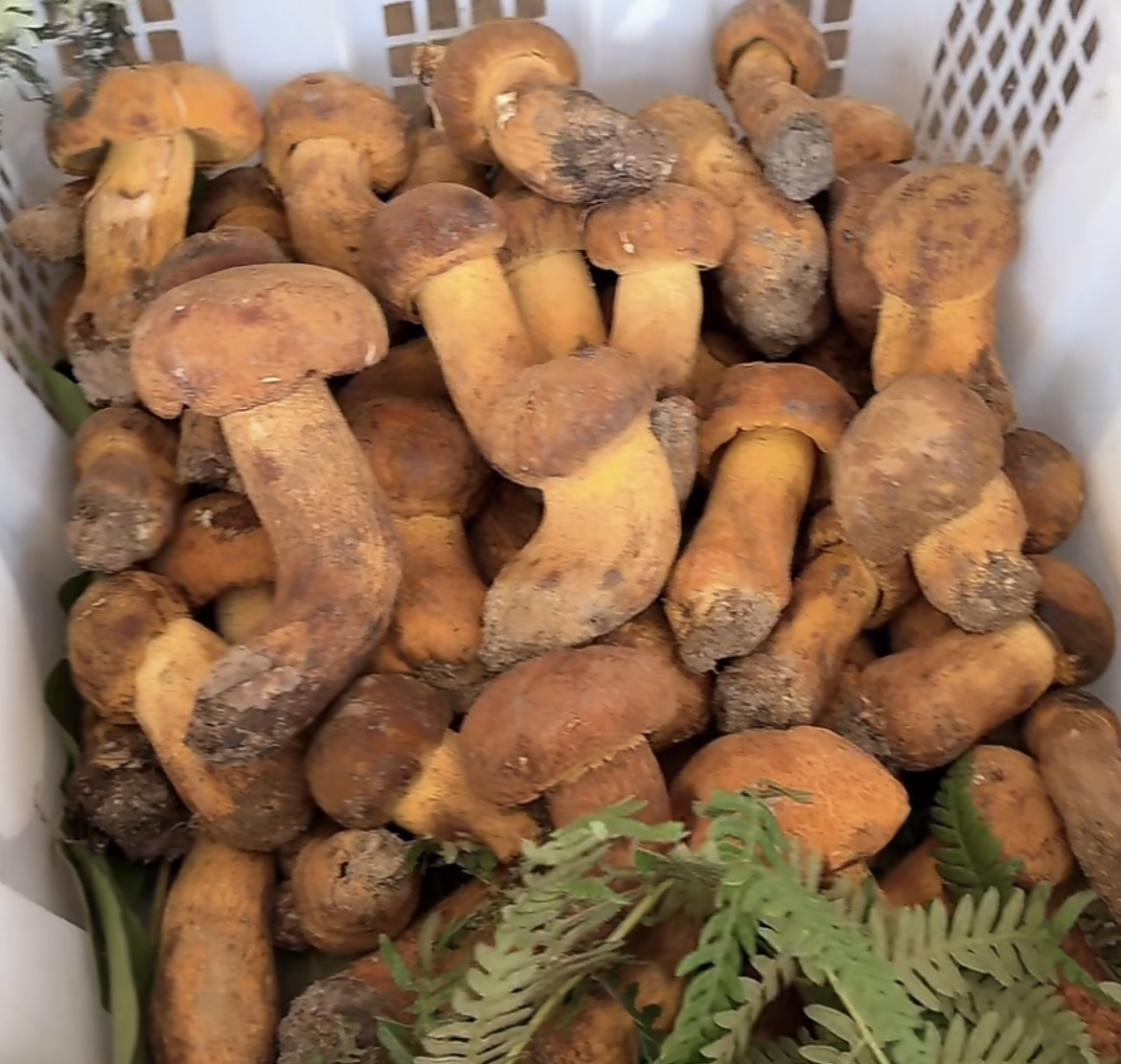 云南野生速冻黄牛肝菌