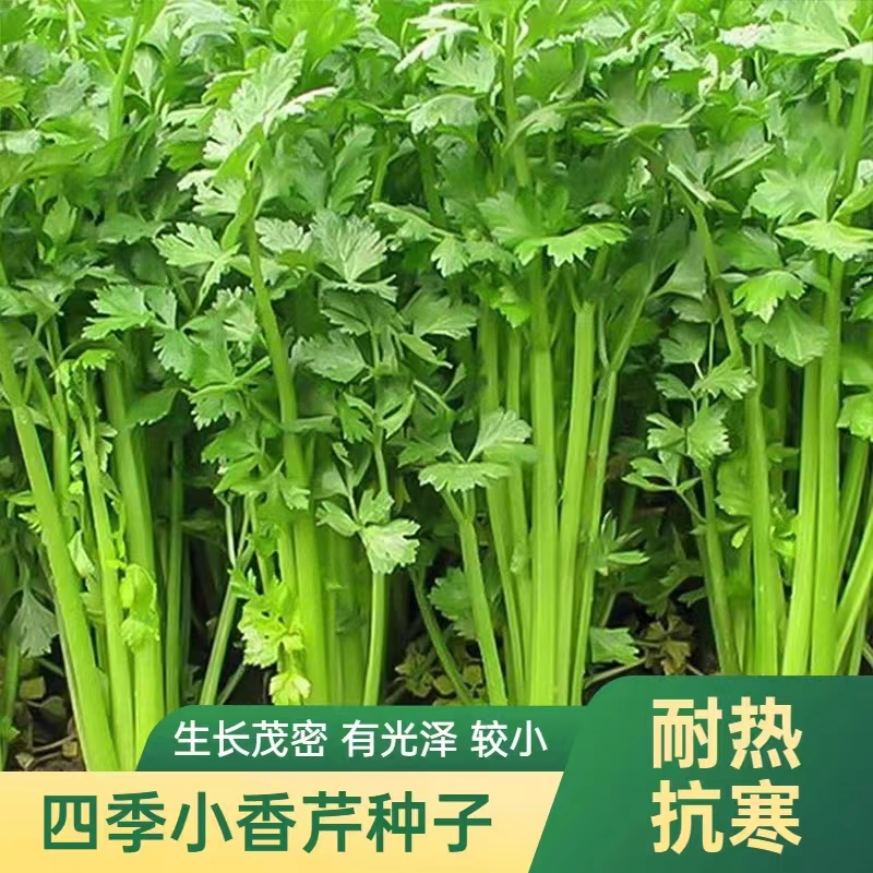 芹菜种子  四季小香芹小白芹清香脆嫩香味浓郁阳台盆栽蔬菜种子