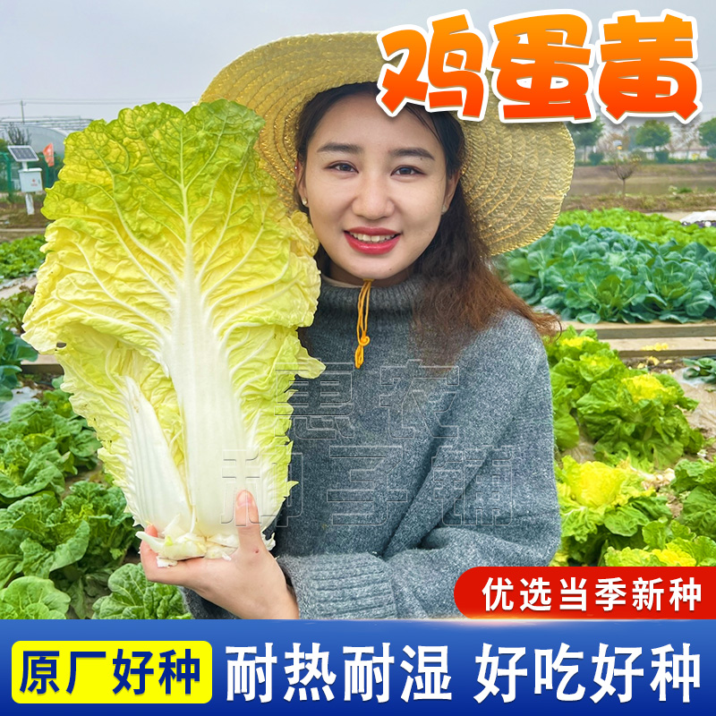 【鸡蛋黄白菜种子】早熟北京小杂56黄心白菜籽农家小院蔬菜籽