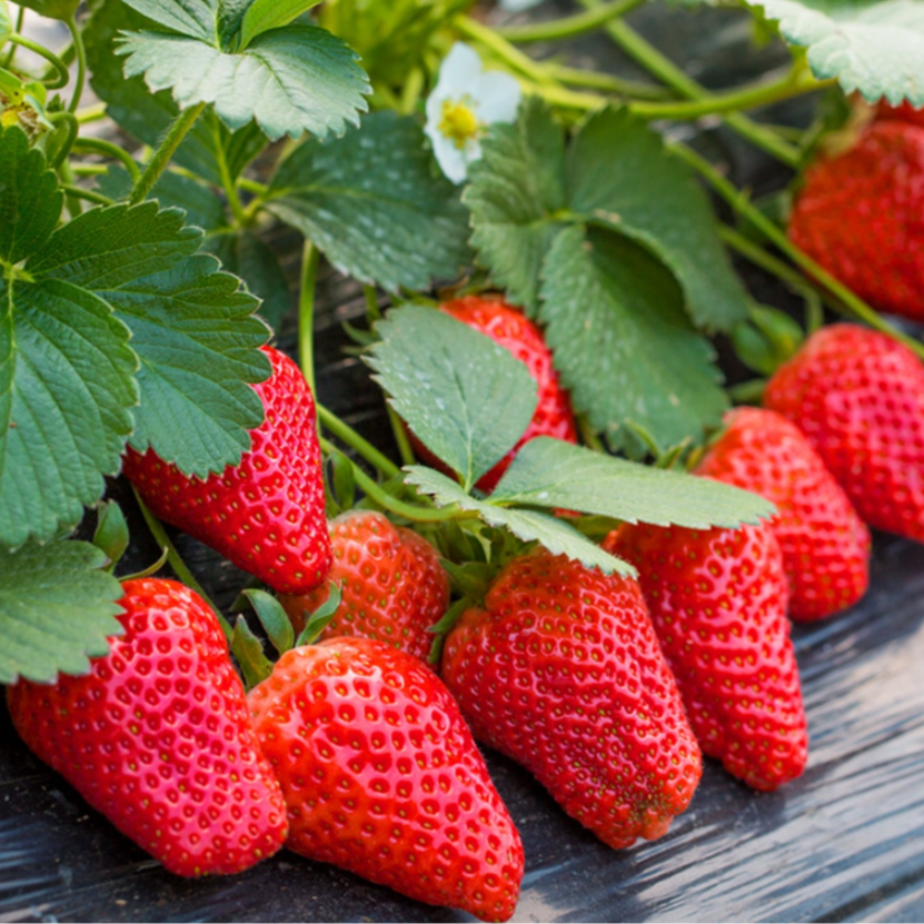 【草莓种子】家庭阳台盆栽四季易活奶油红草莓种籽子大草莓种籽