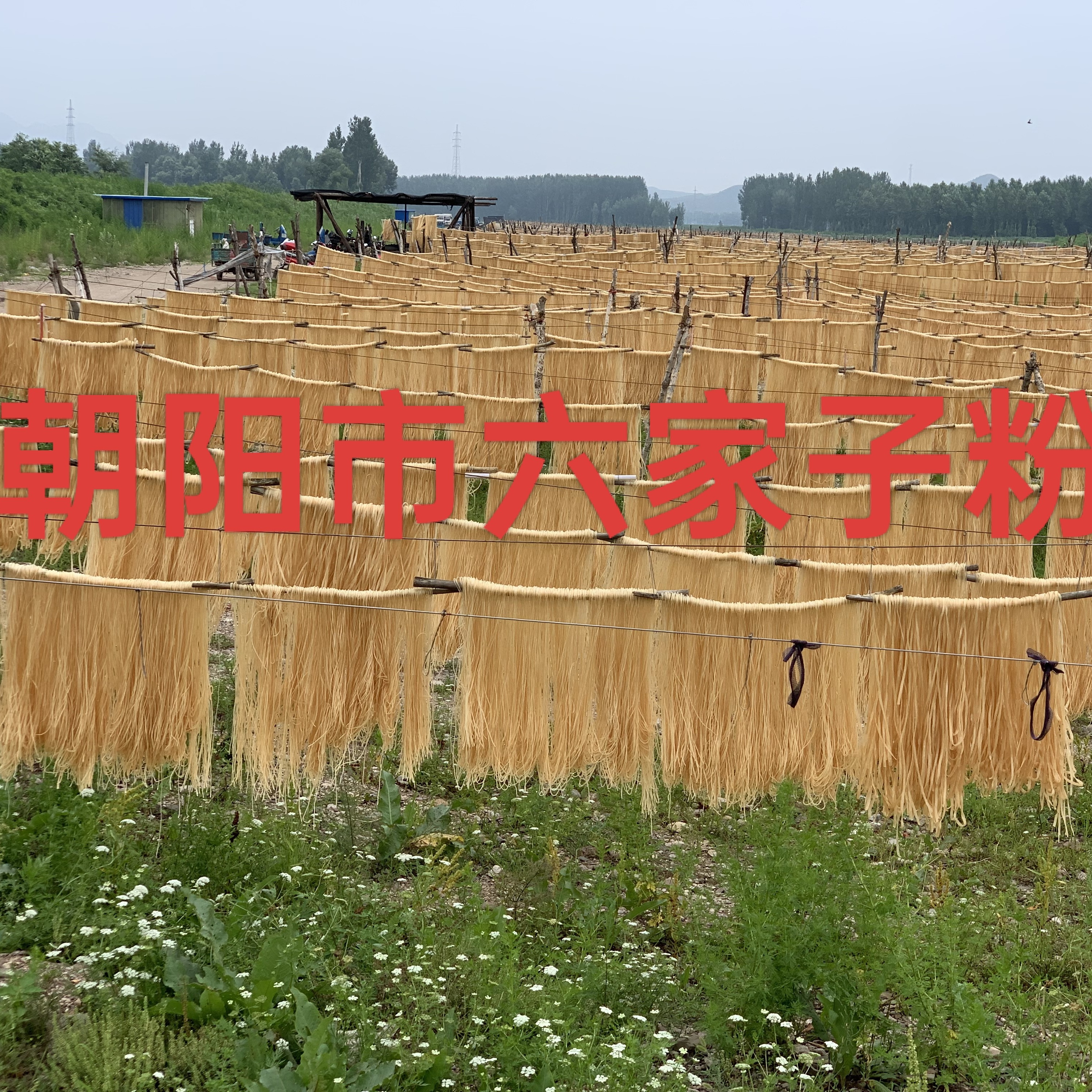 【福利粉条】粉条5斤宽细可选