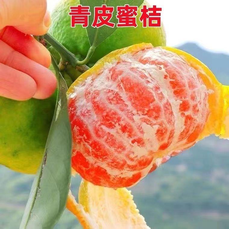 新品种嫁接青皮蜜桔苗 日南一号桔苗早熟青柑橘苗 无核蜜桔子树苗