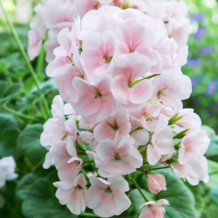 花彩天竺葵盆栽重瓣四季室内阳台丹麦女王直立洋绣球垂吊