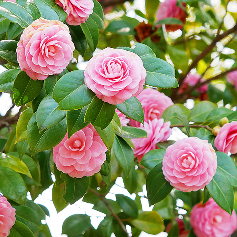 花彩山茶花盆栽苗地栽耐阴耐寒原生大苗老桩阳台窗边多年生花期长