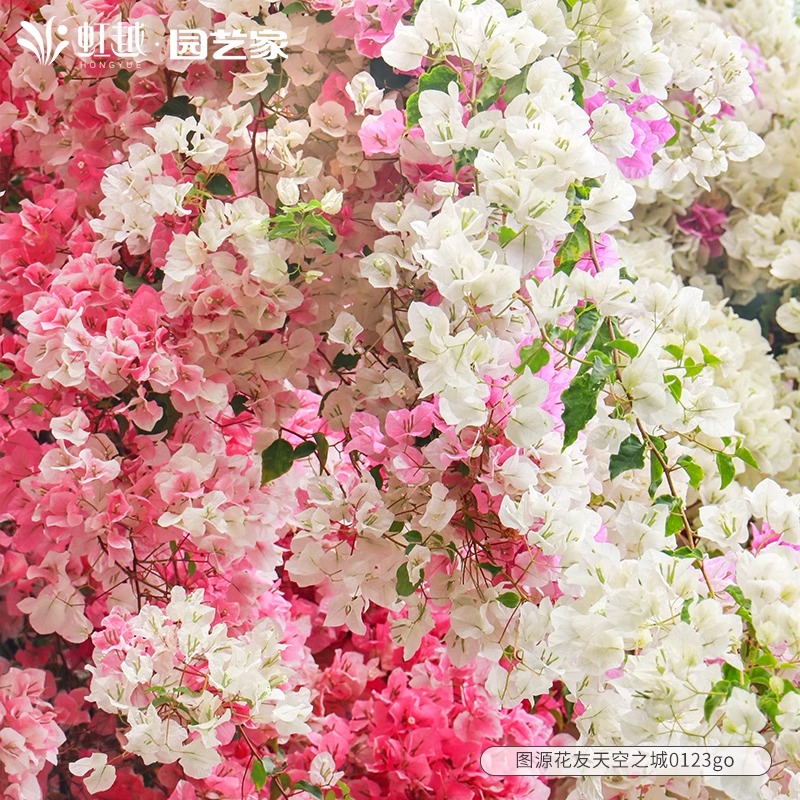 花彩重瓣三角梅四季开花苏瓦娜盆栽室内阳台庭院勤花爬藤老桩树苗