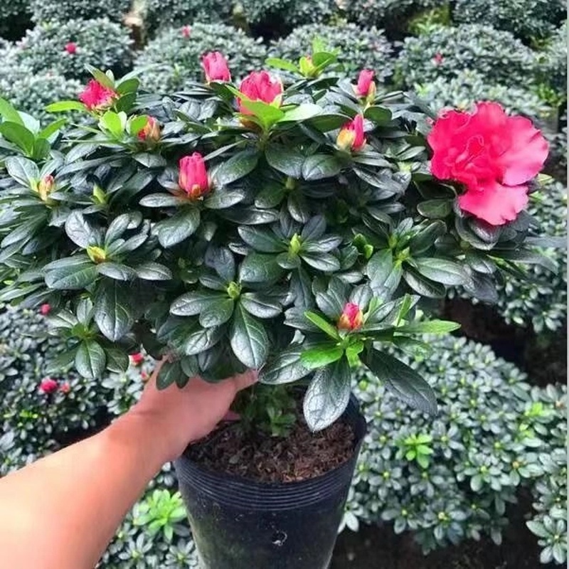 杜鹃花盆栽带花苞发发货大颗四季开花植物室内外阳台好养易活花卉