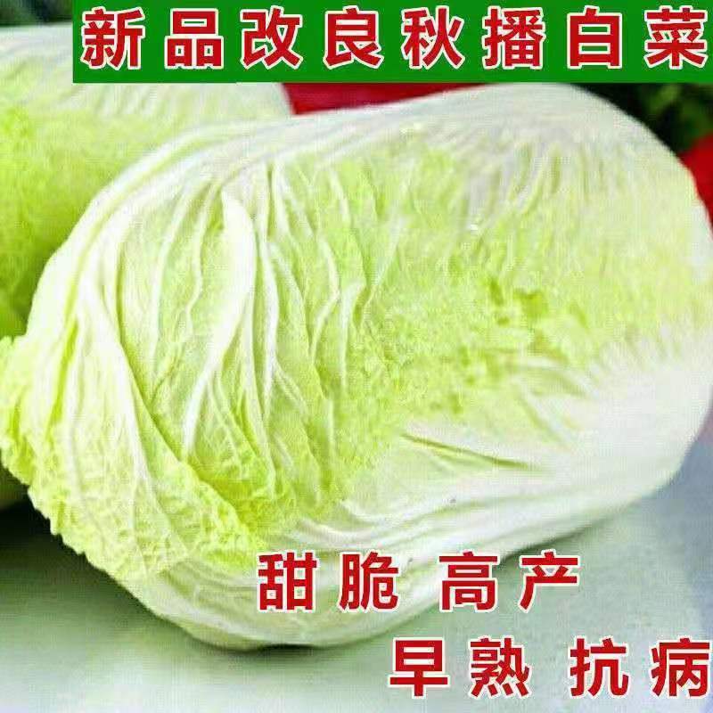 丰抗70 80 90天大白菜种子包心大白菜种籽蔬菜种子秋播大白菜种子