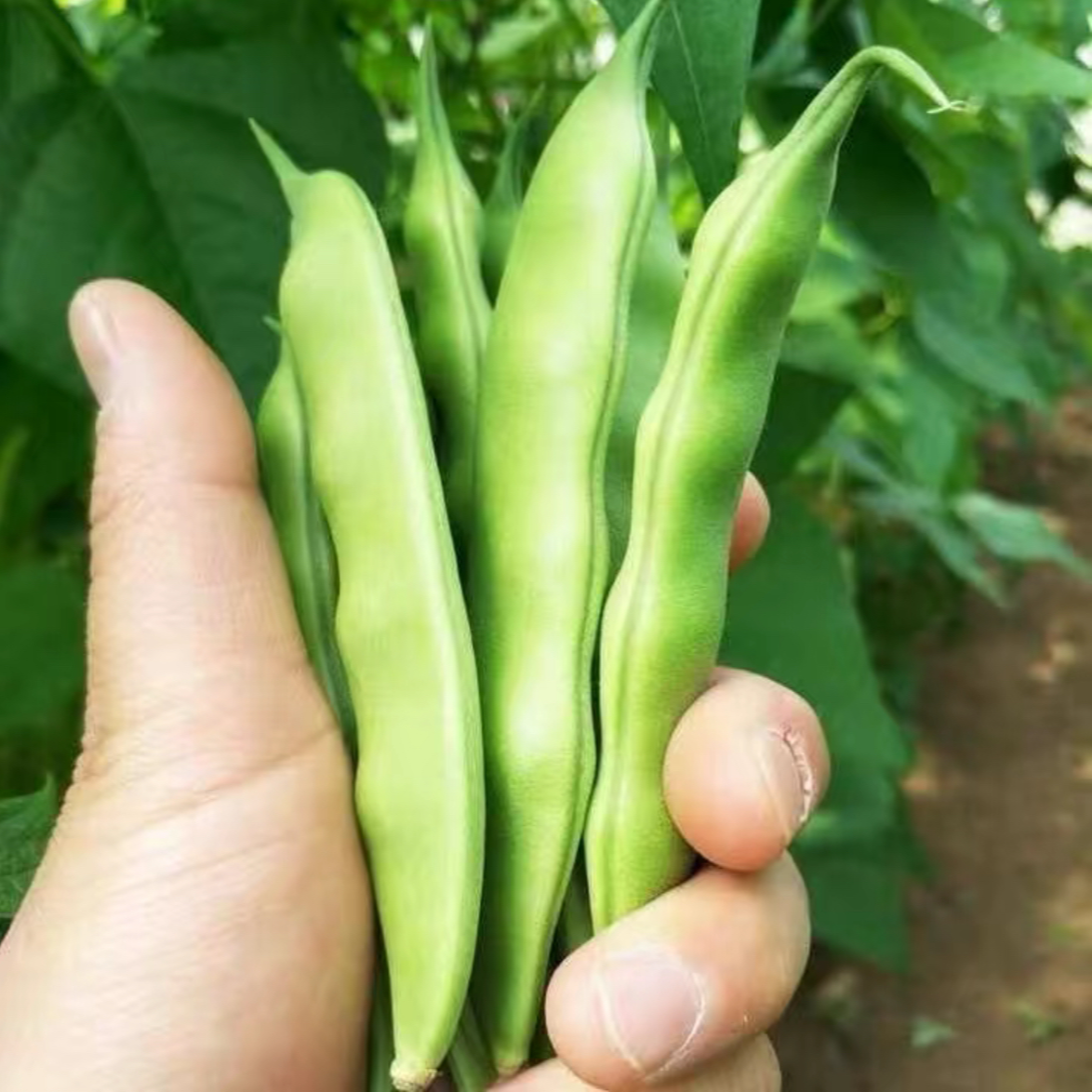 【可劲摘37油豆角种子】四季种植盆栽地栽阳台小院种植