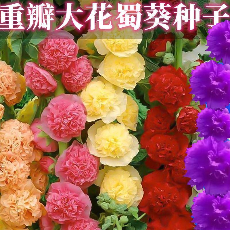 【重瓣混色蜀葵花种子】四季开花室内外花籽易活花卉