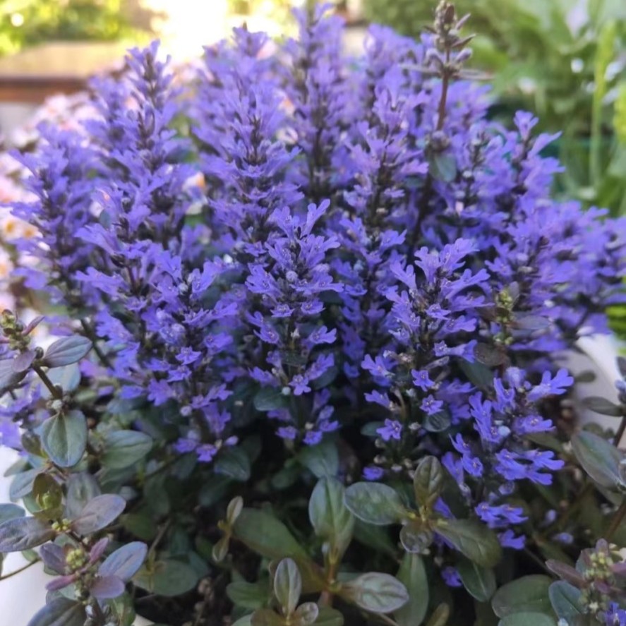 【小盆】筋骨草宿根花卉多盆栽花苗耐寒耐热耐荫境阳台庭院盆栽