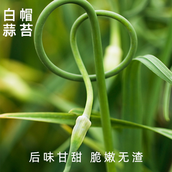2025白帽新鲜蒜苔蒜苗蒜毫应季蔬菜生鲜农家自种嫩蒜苔白苞蒜薹