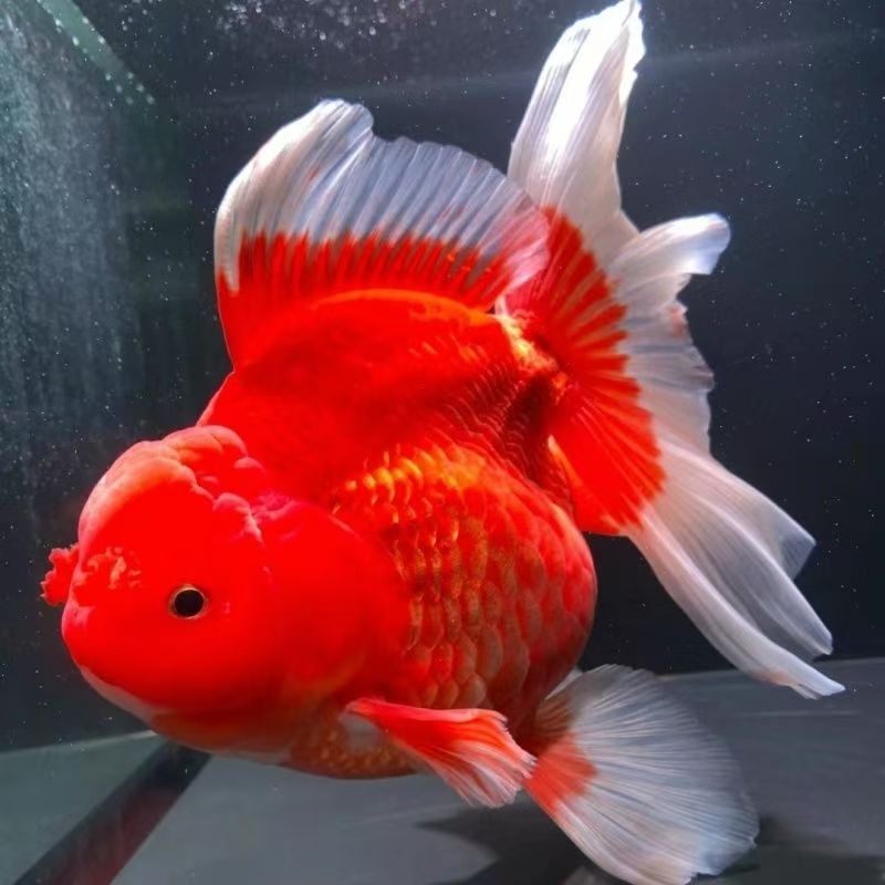 直播链接百褶泰狮短尾将军金鱼观赏活体黑背麒麟五花金鱼观赏鱼