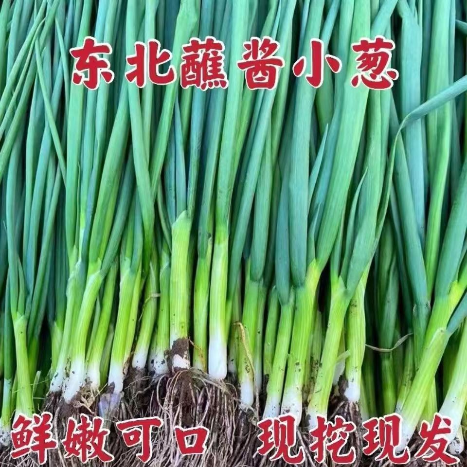 东北小葱蘸酱菜细香葱四季小香葱番茄现挖现发当季包邮1斤