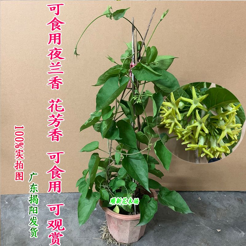 食用夜兰香花苗非常苗藤本星状花菜夜兰香千里香驱蚊植物盆栽