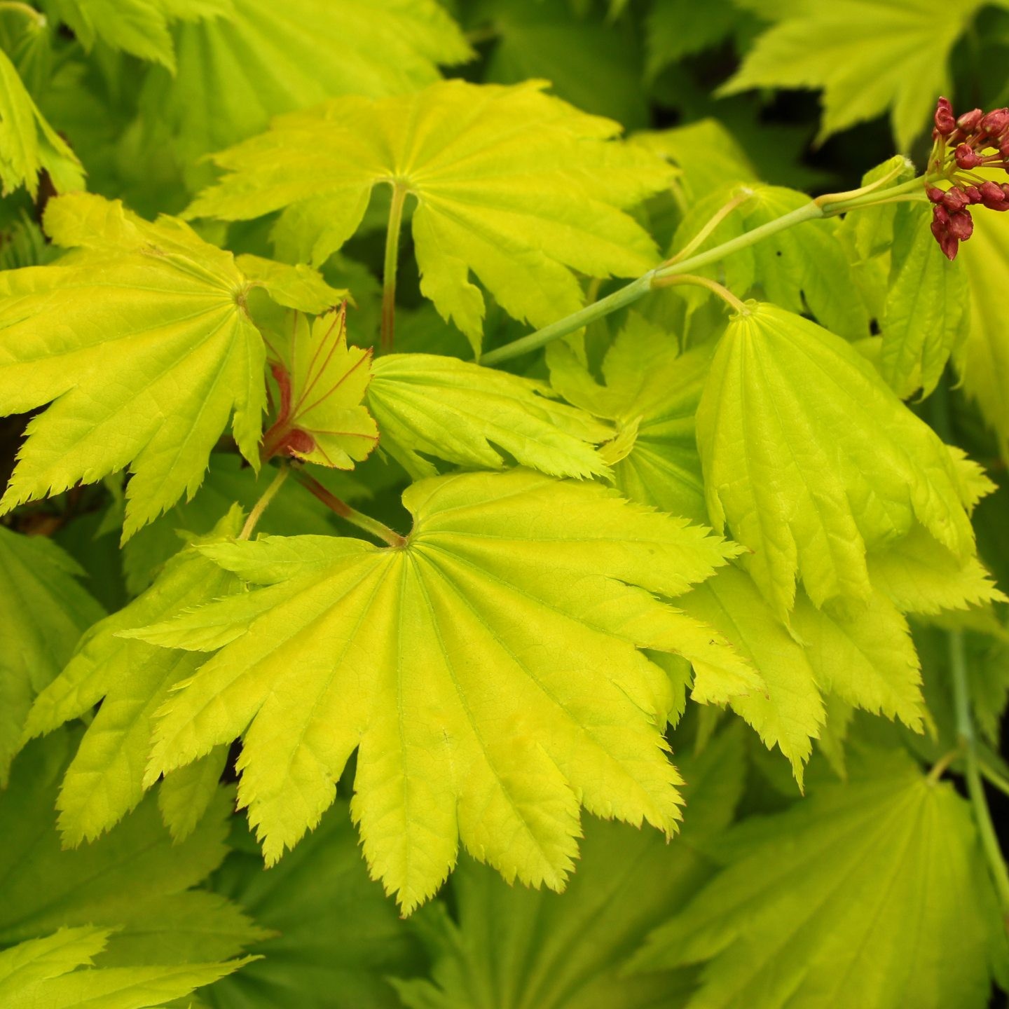 金隐枫树  Acer Shirasawanum ‘Aureum’  团扇枫树庭院观叶阳台