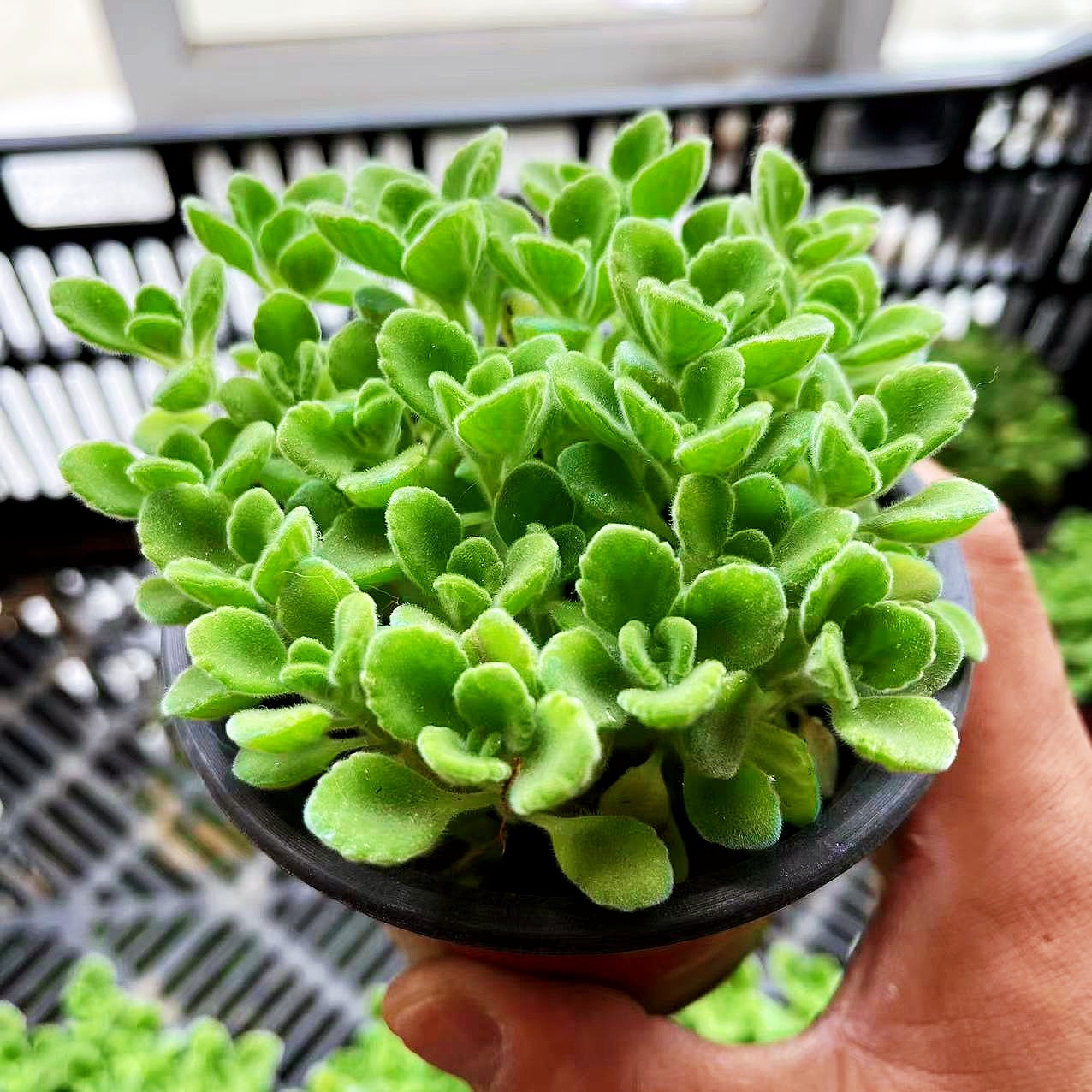 可食用植物碰碰香盆栽一抹香好养易活驱蚊驱虫净化空气吸甲醛