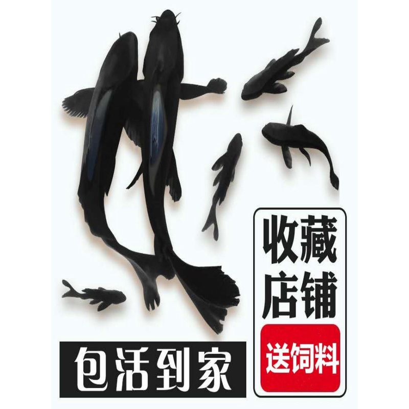 包邮冷水活体鱼黑锦鲤草养殖纯黑金金鱼龙凤好养鱼小型观赏鱼北方