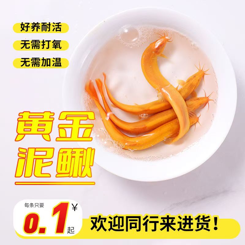 黄金泥鳅鱼泥鳅干冷水好养活