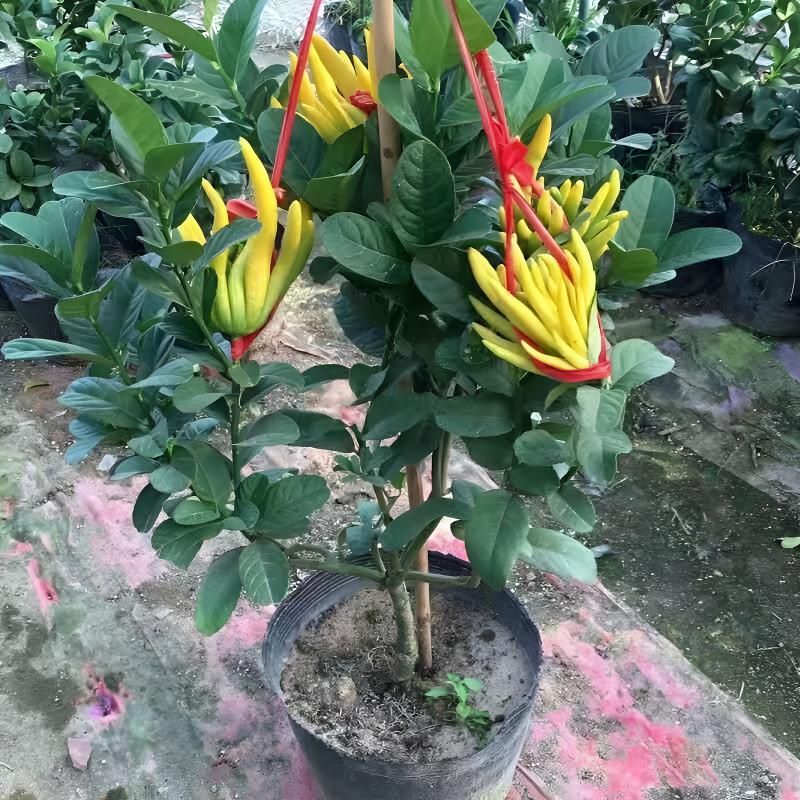 金华佛手树苗盆栽带花苞盆栽室内室外开花绿植佛手柑四季常青结果